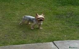 Yorkshire Terrier dogs for stud: Beautiful Yorkie Stud Dog Available in Wigan - Image 1