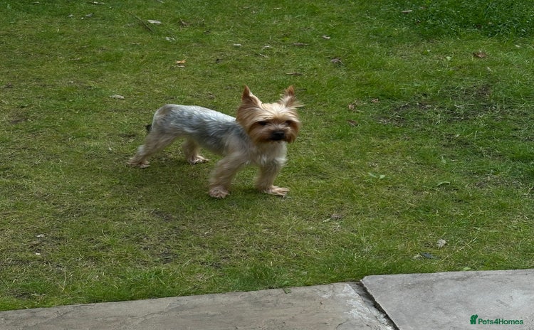 Yorkshire Terrier dogs - Advert 2