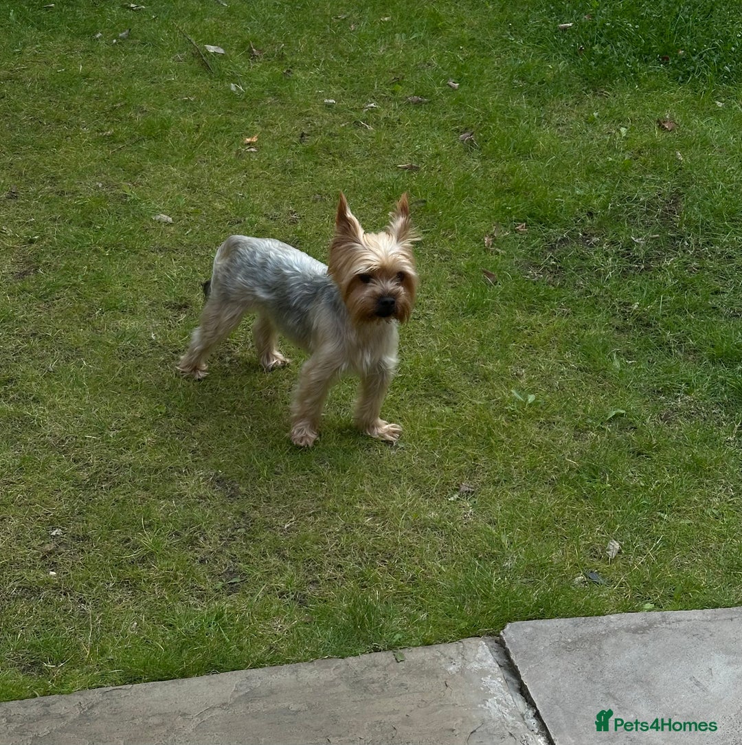 Yorkshire Terrier dogs for stud: Beautiful Yorkie Stud Dog Available in Wigan - Image 1