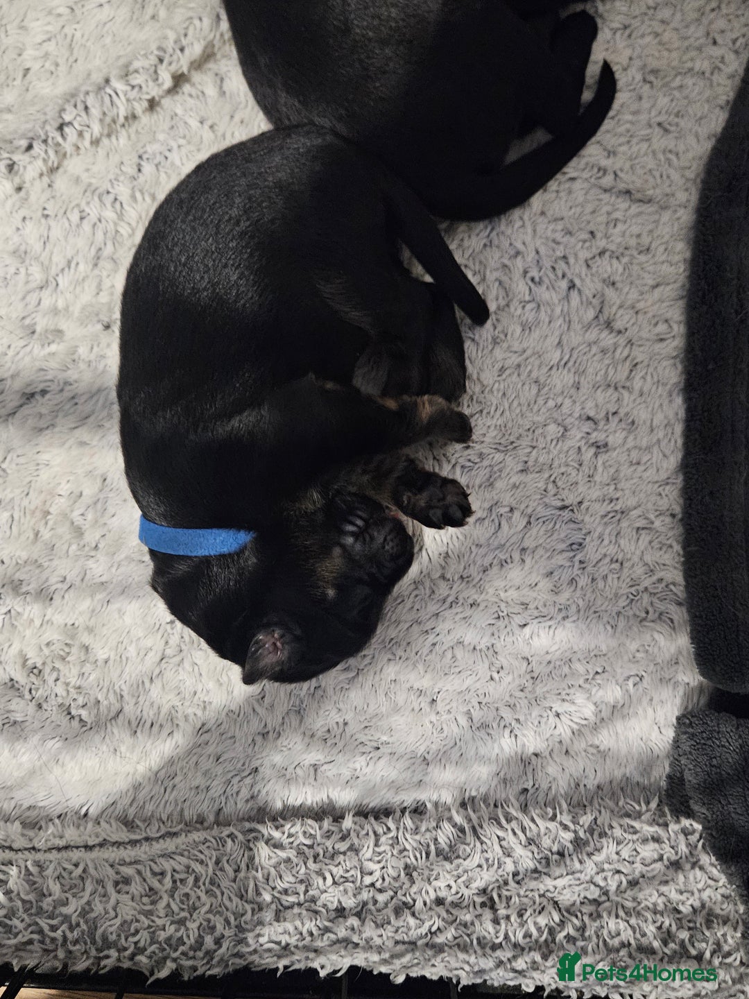 German Shepherd dogs for sale: Beautiful German Shepherd Pups for sale - Image 3