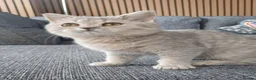 Scottish Fold cats for sale: Affectionate Lovable Scottish Babies - Advert 10