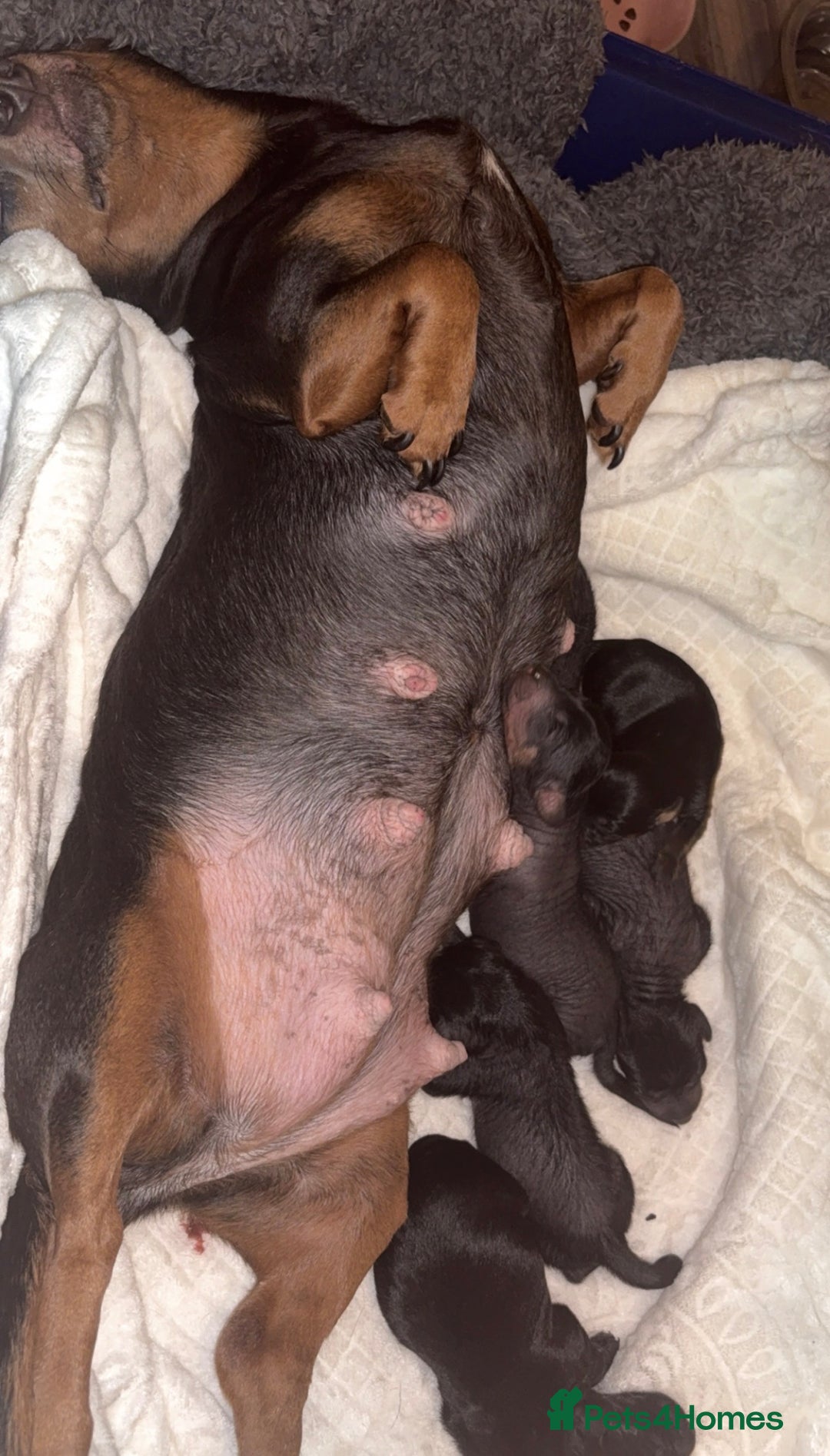 Mixed Breed dogs for sale: Chinese crested x miniature dachshund  - Advert 8