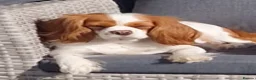 Cavalier King Charles Spaniel dogs for sale: Cavalier King Charles female - 4yrs old - Advert 3