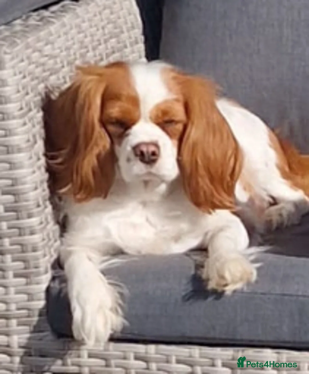 Cavalier King Charles Spaniel dogs for sale: Cavalier King Charles female - 4yrs old - Advert 3