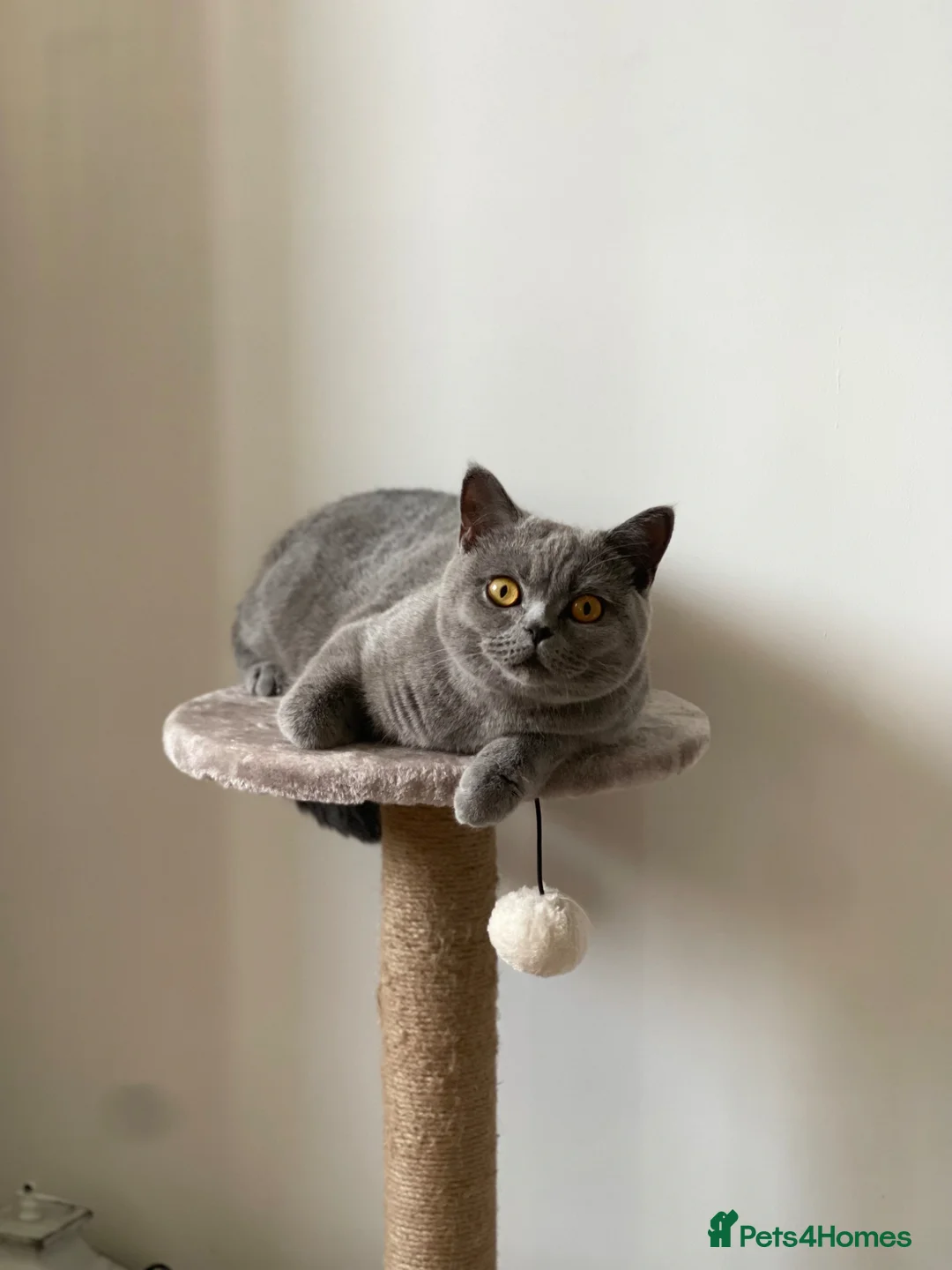 British Shorthair cats for sale: Beautiful family female cat looking for new home in Birmingham - Advert 3