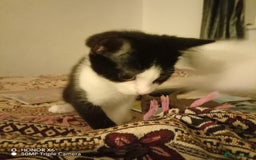 British Shorthair cats for sale: 2 beautiful kittens - Image 3