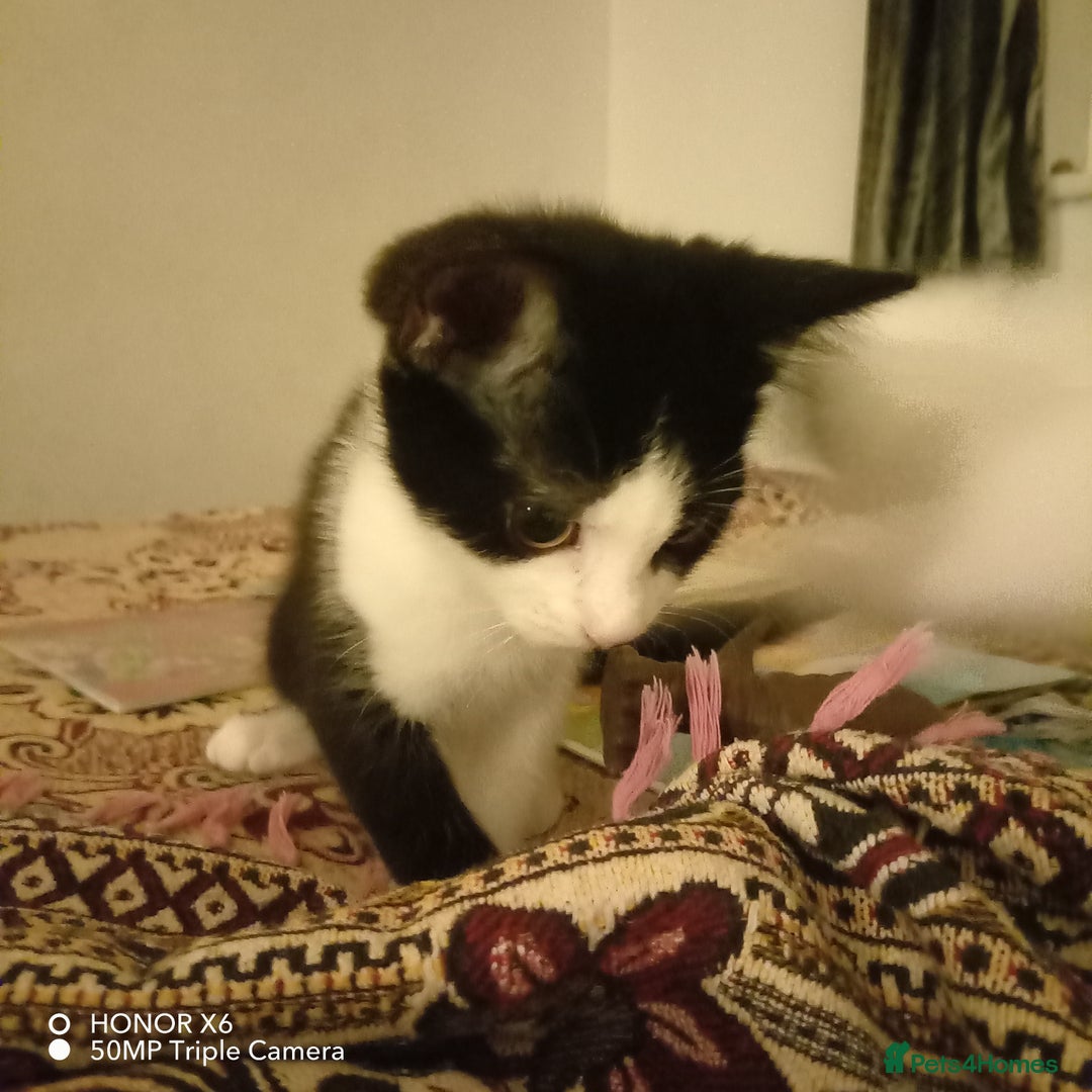 British Shorthair cats for sale: 2 beautiful kittens - Image 3