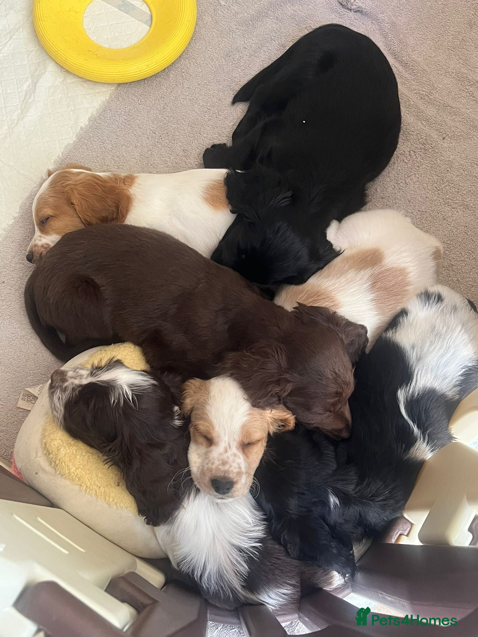 Mixed Breed dogs 🐶 Stunning Sprockerpoo Puppies 🐶 - Advert 1
