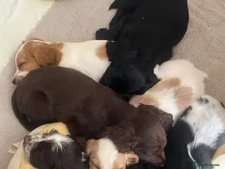 Mixed Breed dogs 🐶 Stunning Sprockerpoo Puppies 🐶 - Advert 1