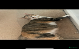 Mixed Breed cats for sale: Beautiful tabby’s  - Advert 2