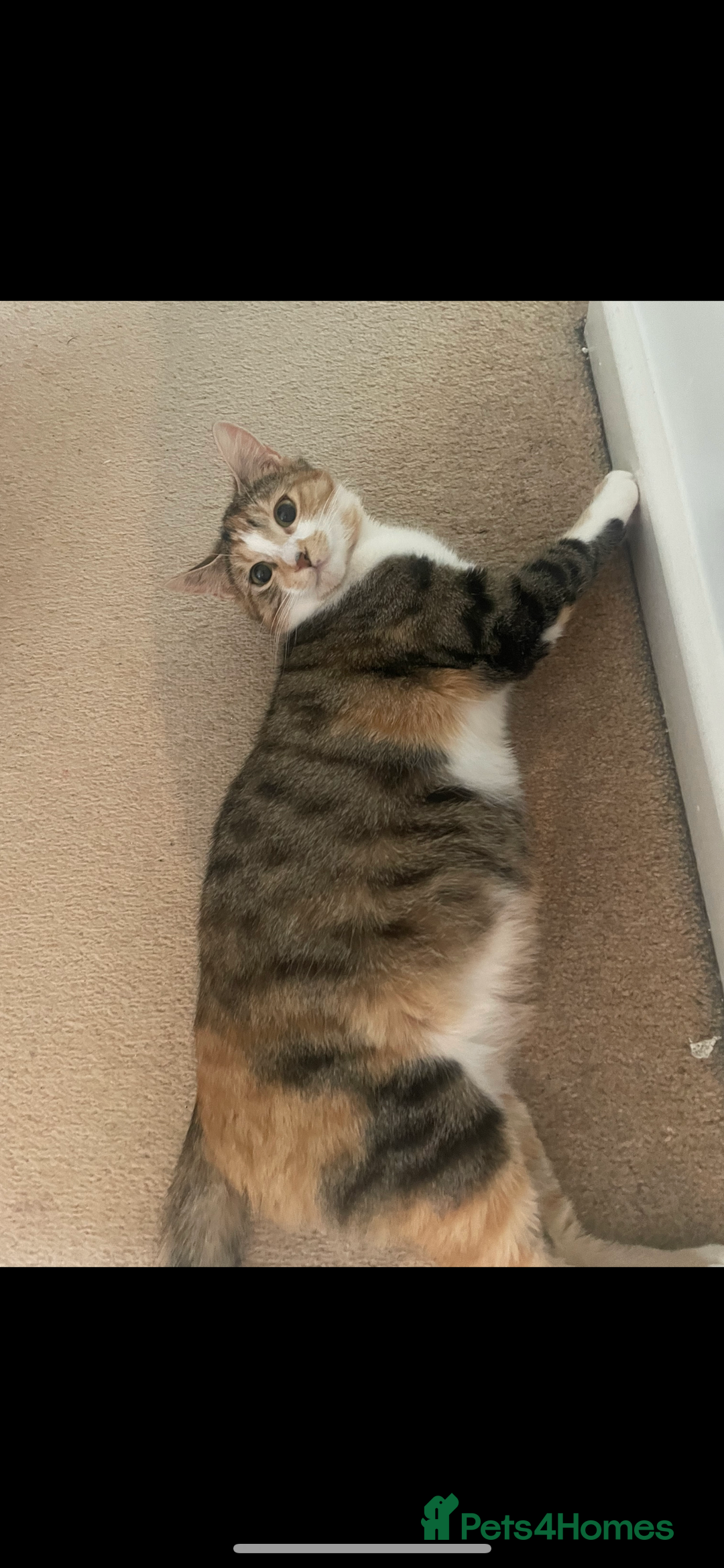 Mixed Breed cats for sale: Beautiful tabby’s  - Advert 2