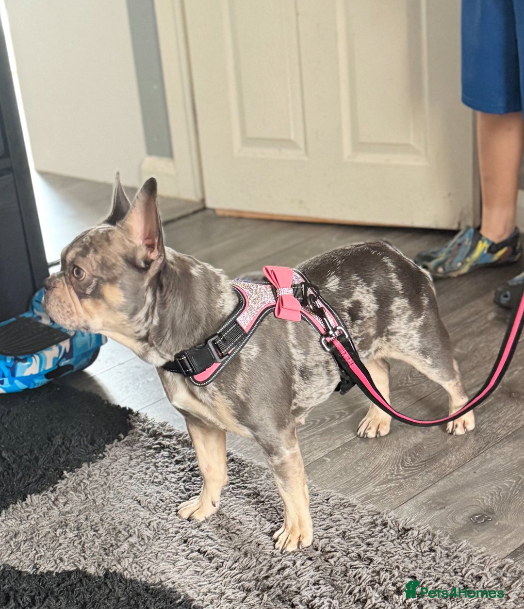 French Bulldog dogs for sale: 🌸Tri Merle Girl French Bulldog🩷 - Image 5