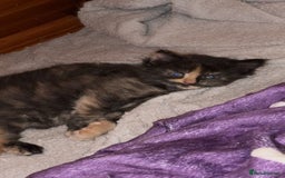 Mixed Breed cats for sale: half maincoon kittens  - Image 7