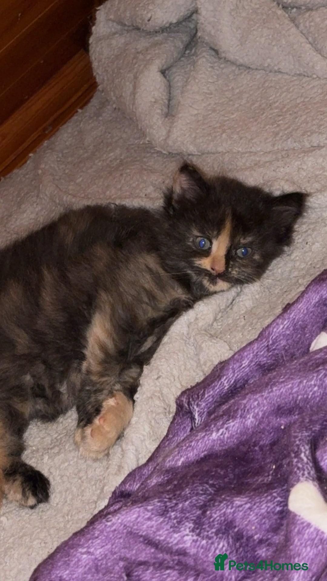 Mixed Breed cats for sale: half maincoon kittens  - Image 7