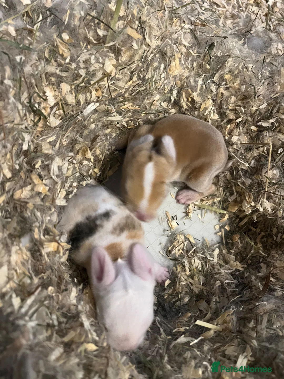 Mixed Breed rabbits for sale: 2 beautiful blue eyed male magpie harlequin dutch - Advert 1