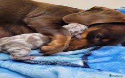 Miniature Dachshund dogs for sale: Kc miniature dachshunds - Image 9