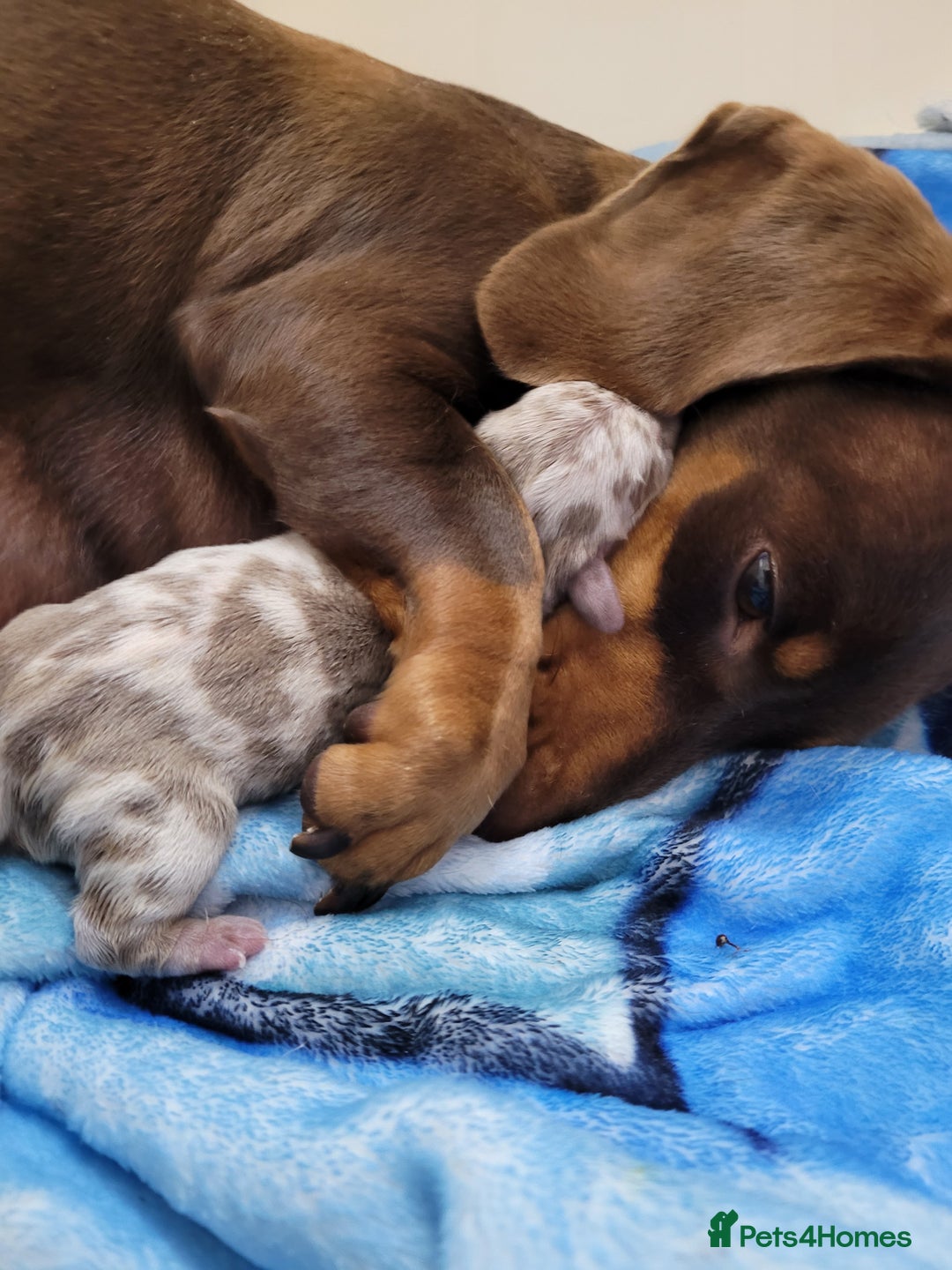 Miniature Dachshund dogs for sale: Kc miniature dachshunds - Image 9