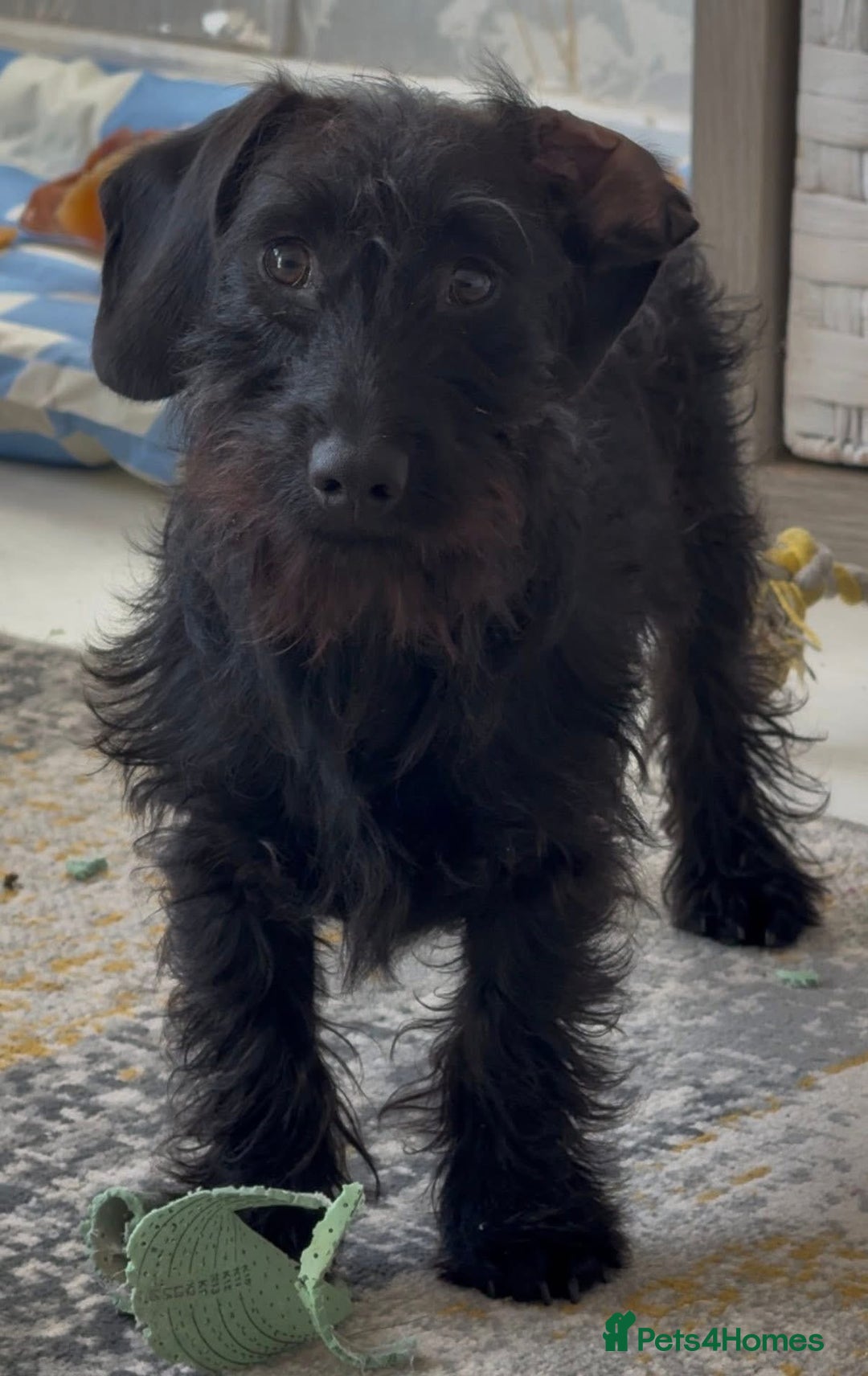 Mixed Breed dogs for sale: Poochon x Doxiepoo - Advert 11