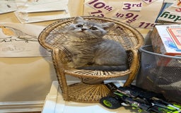 British Shorthair cats for sale: British Shorthair Male blue kitten.  - Image 4