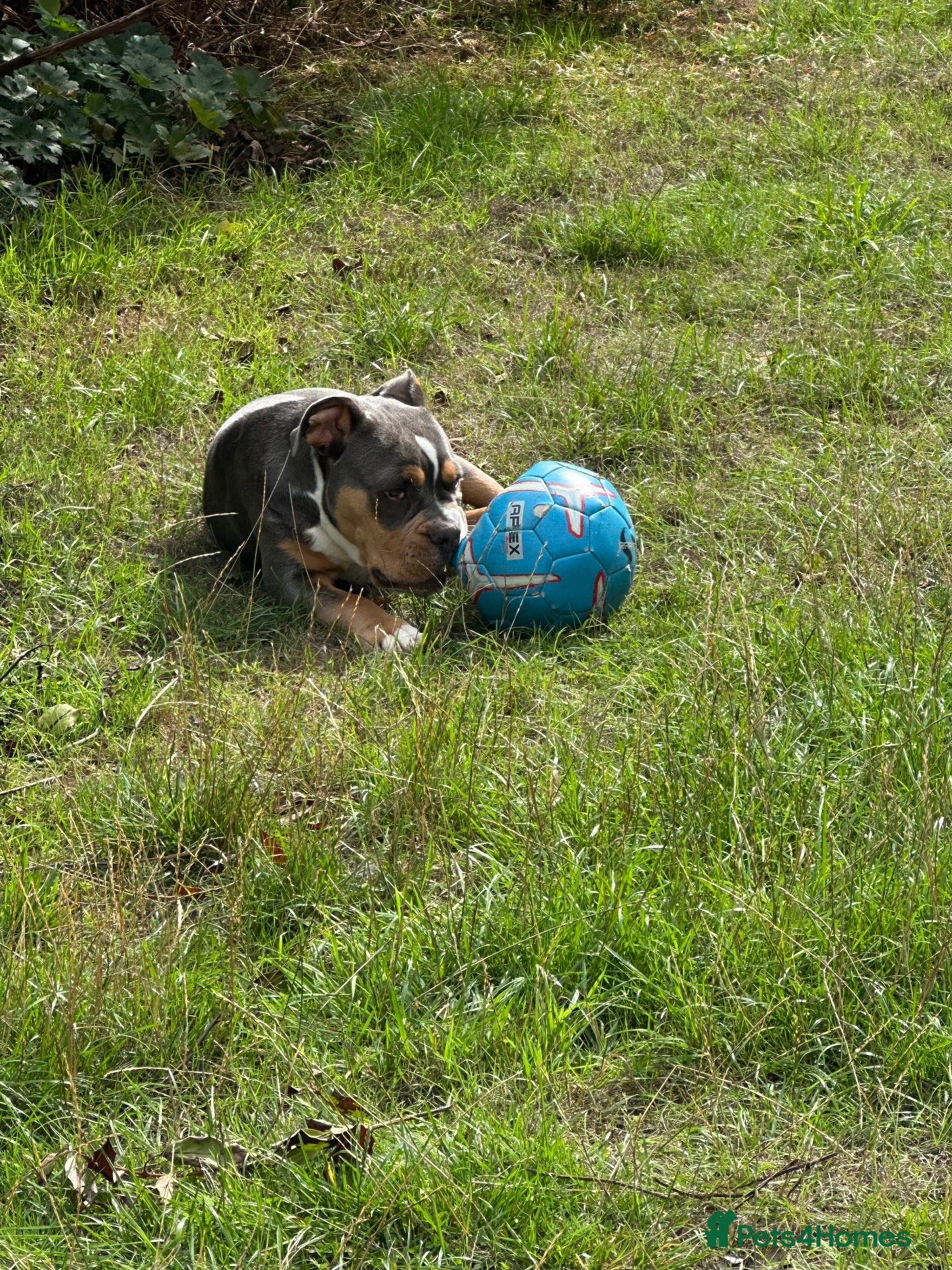 Dorset Olde Tyme Bulldogge dogs Olde Tyme bulldog - Advert 5