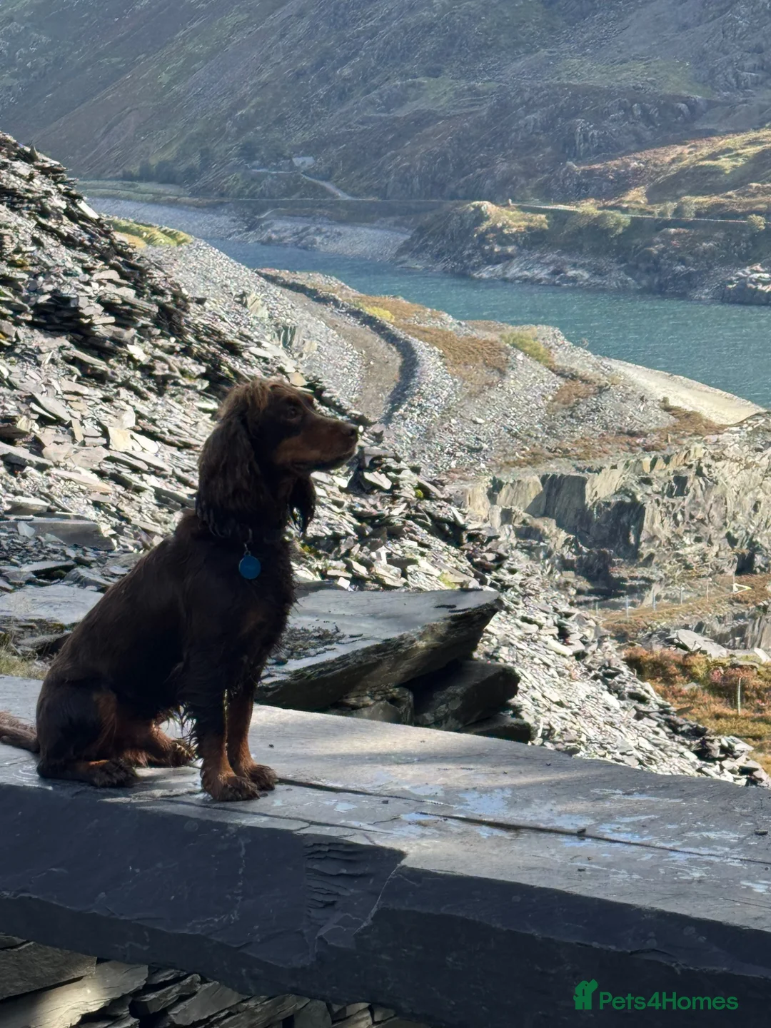 Cocker Spaniel dogs for stud: Working Cocker Spaniel for Stud Services - Advert 2