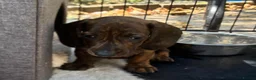 Miniature Dachshund dogs for sale: dachshund puppies UNIQUE fur patterns - Advert 7