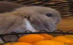 Mini Lop rabbits for sale: Minilop doe - Image 5