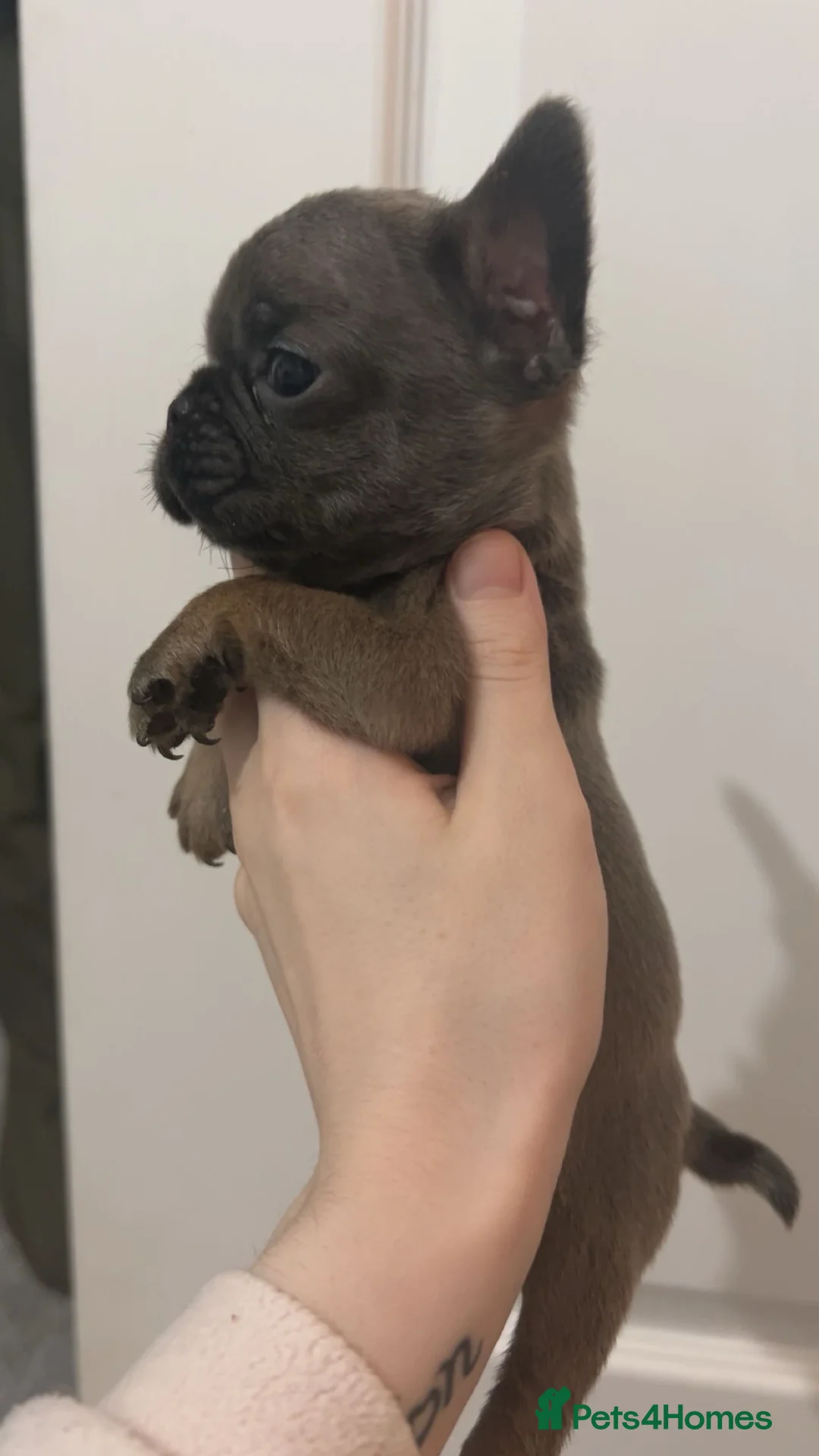 French Bulldog dogs for sale: FLUFFY PINK ISABELLA BLUE TAN KC REGISTERED  - Advert 17