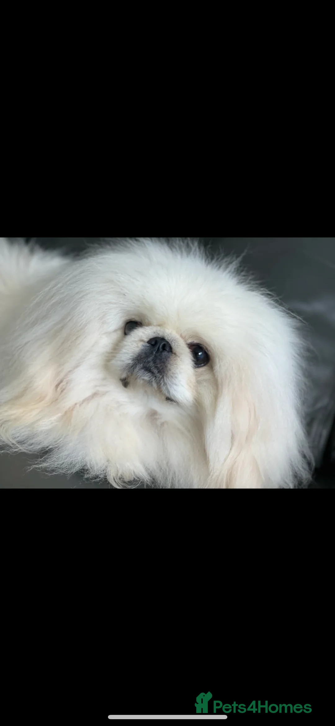 Pekingese dogs for sale: Pekingese puppys - Advert 6