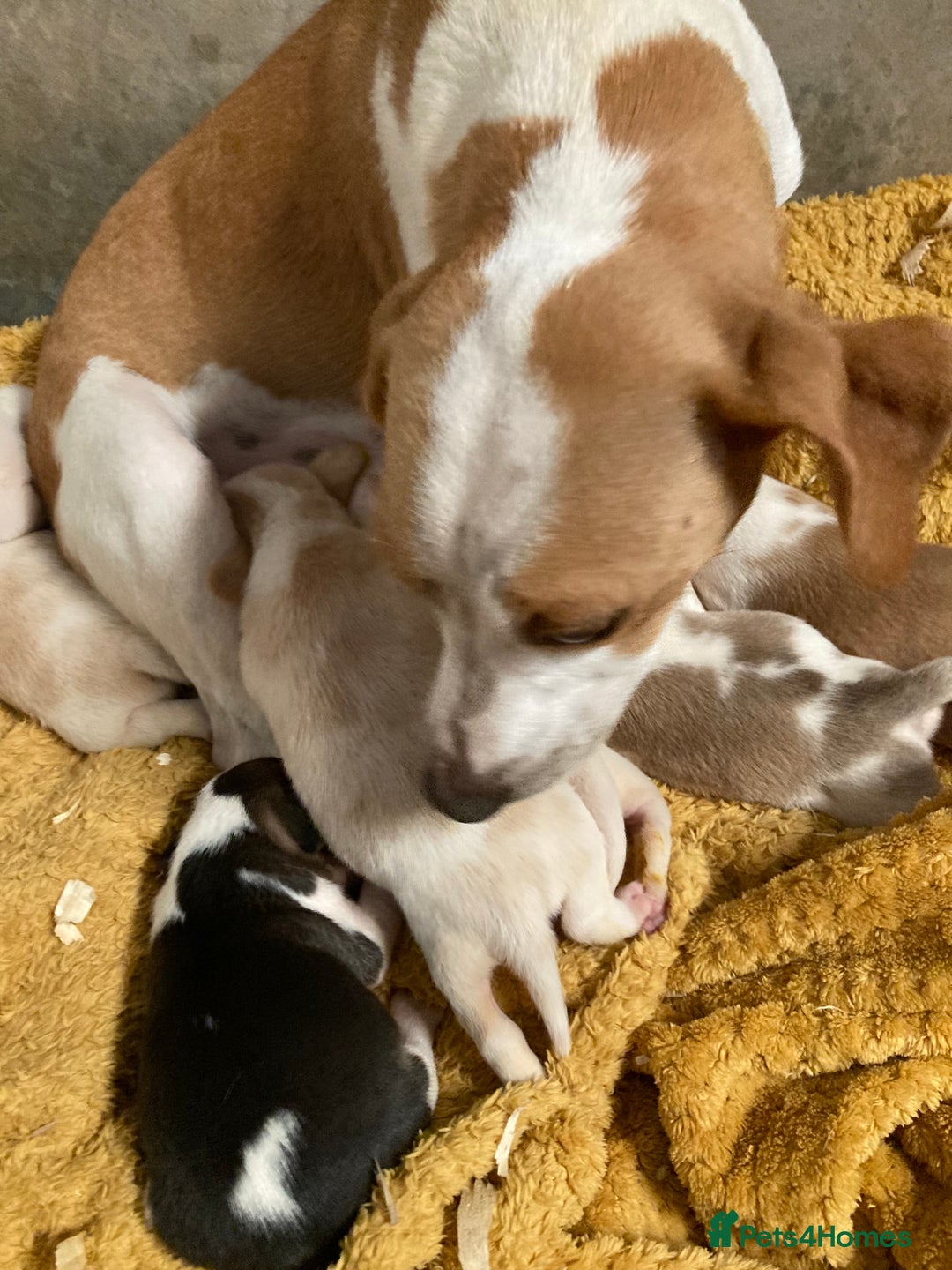 Beagle dogs for sale: Beautiful pedigree beagle pups - Image 22