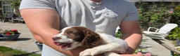English Springer Spaniel dogs for sale: Springer Spaniel Puppies For Salee - Advert 4