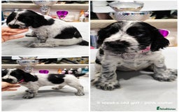 Cocker Spaniel dogs for sale: KC English Show Type Cocker Spaniel Puppies  - Image 23