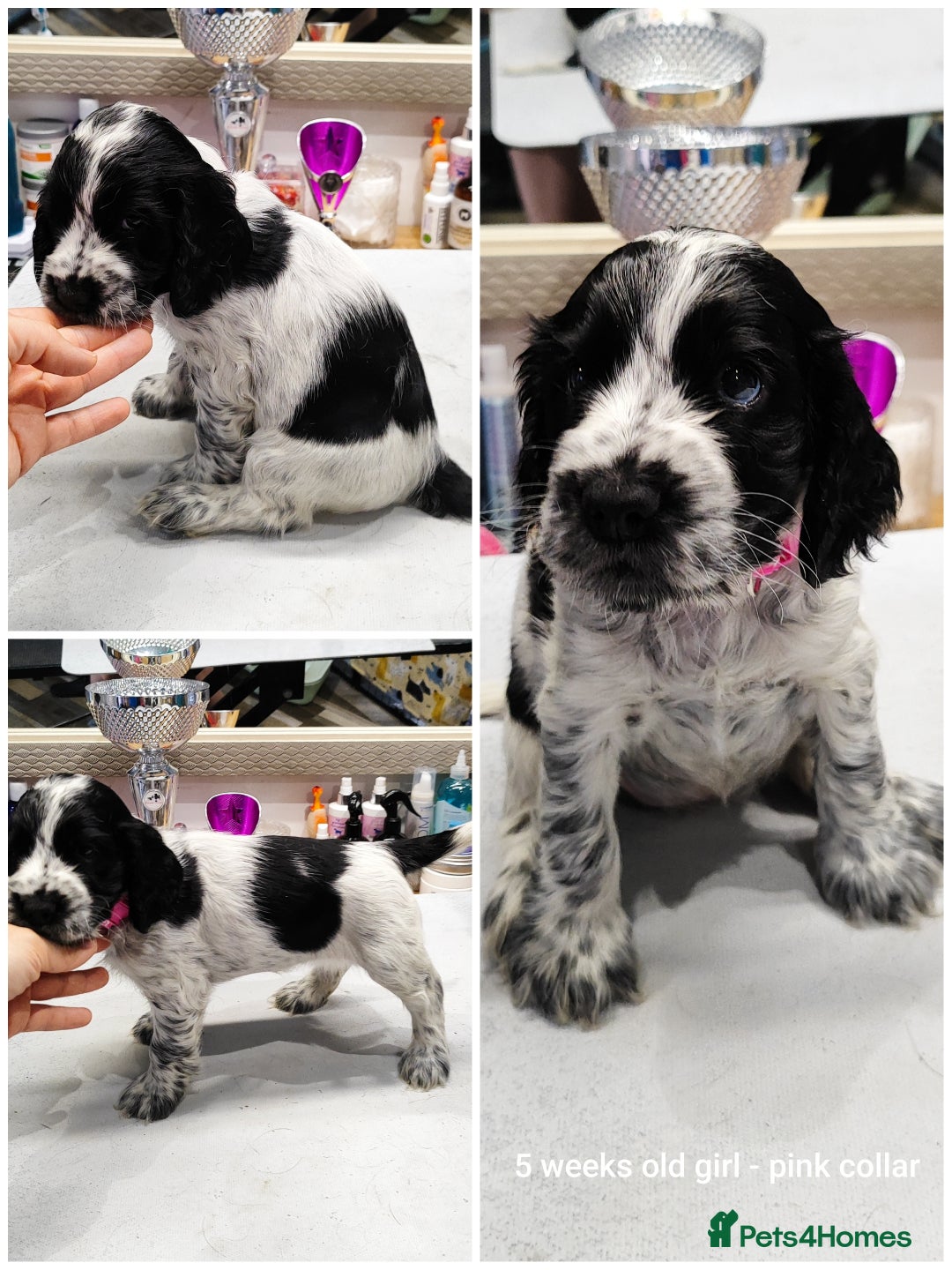 Cocker Spaniel dogs for sale: KC English Show Type Cocker Spaniel Puppies  - Image 23