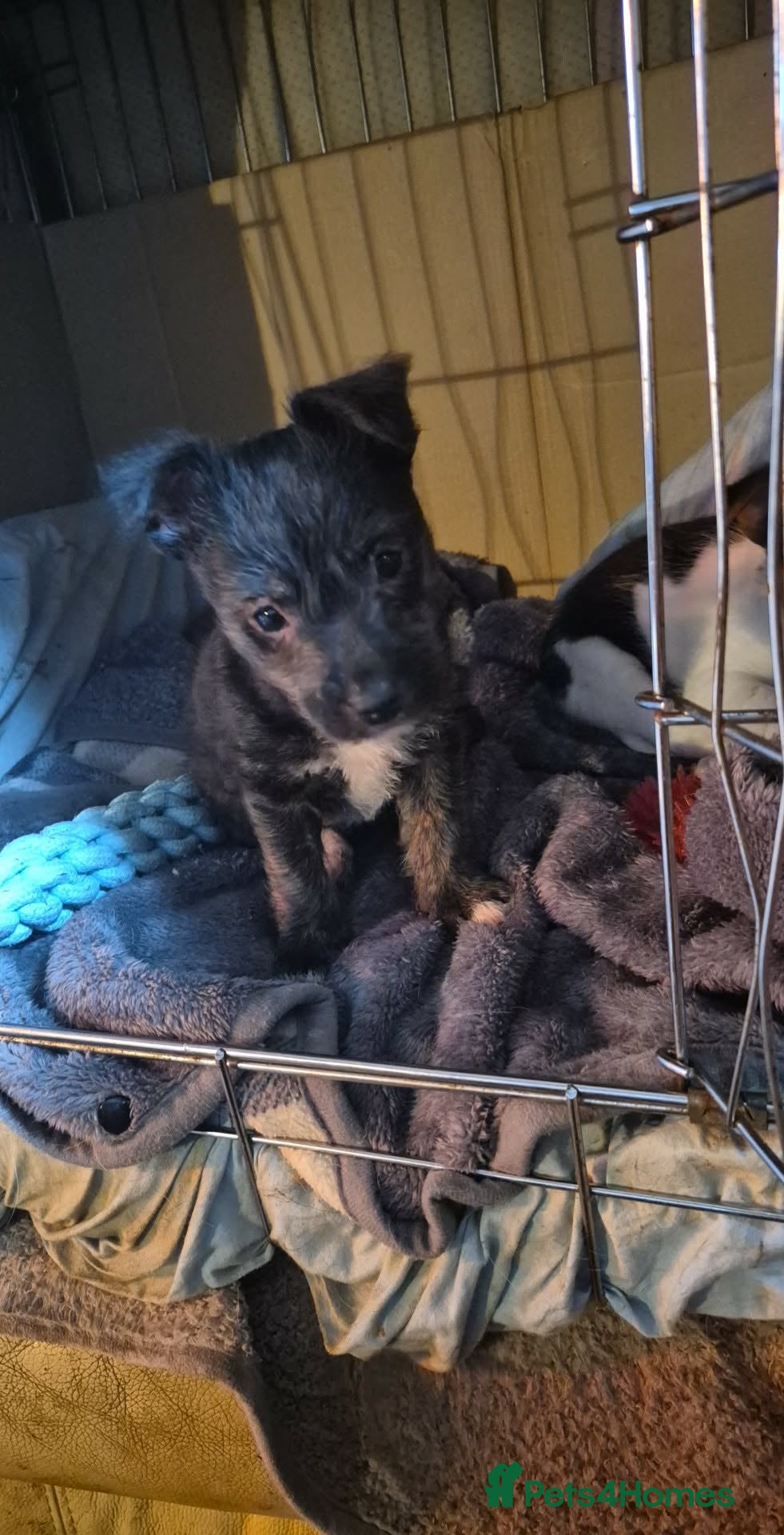 Mixed Breed dogs We have 2 little jack Russell/cairn pups  - Advert 1