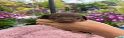 Miniature Dachshund dogs for sale: Gorgeous KC Miniature shorthair Dachshund Puppies  - Advert 11