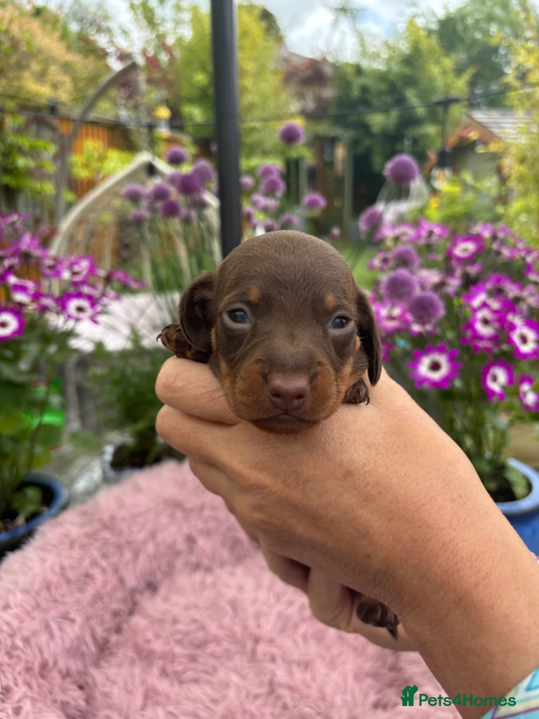 Miniature Dachshund dogs for sale: Gorgeous KC Miniature Dachshund Puppies last 3 - Advert 39