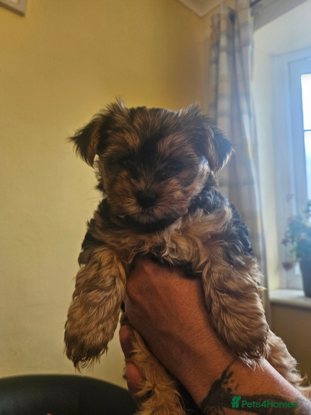 Yorkshire Terrier dogs for sale: Girl Yorkshire terrier puppy - Image 2