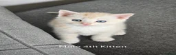 British Longhair cats for sale: Most Beautiful British Longhair Kittens - Advert 27