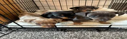 Miniature Dachshund dogs for sale: Miniature dachshund puppies - Advert 9