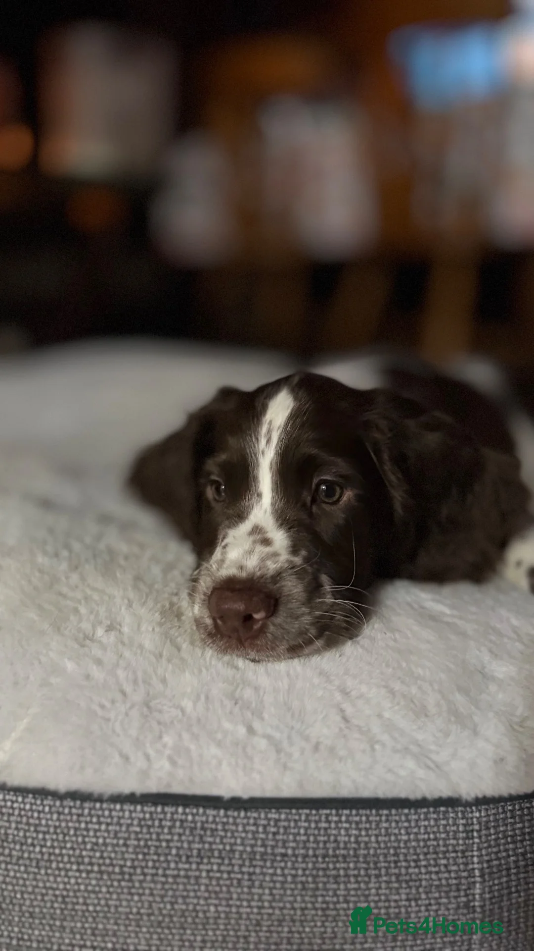 English Springer Spaniel dogs for sale: English springer spaniel boy🩵 for sale  - Advert 2