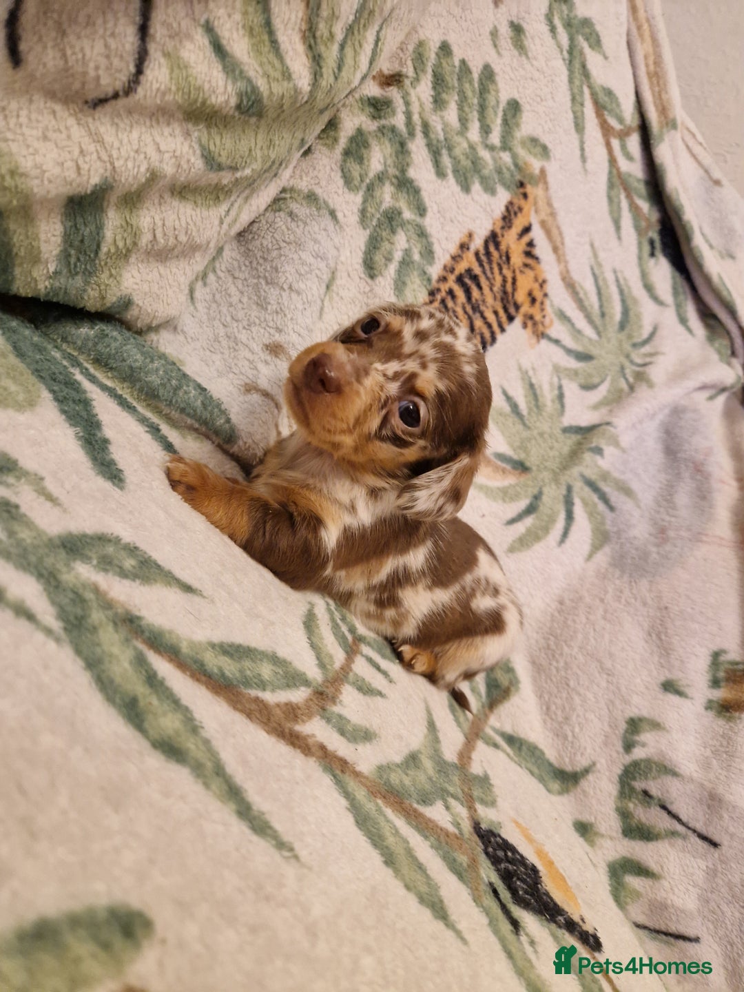 Miniature Dachshund dogs for sale: ⭐️🌈Beautiful miniature dachshunds🌈⭐️ - Advert 11