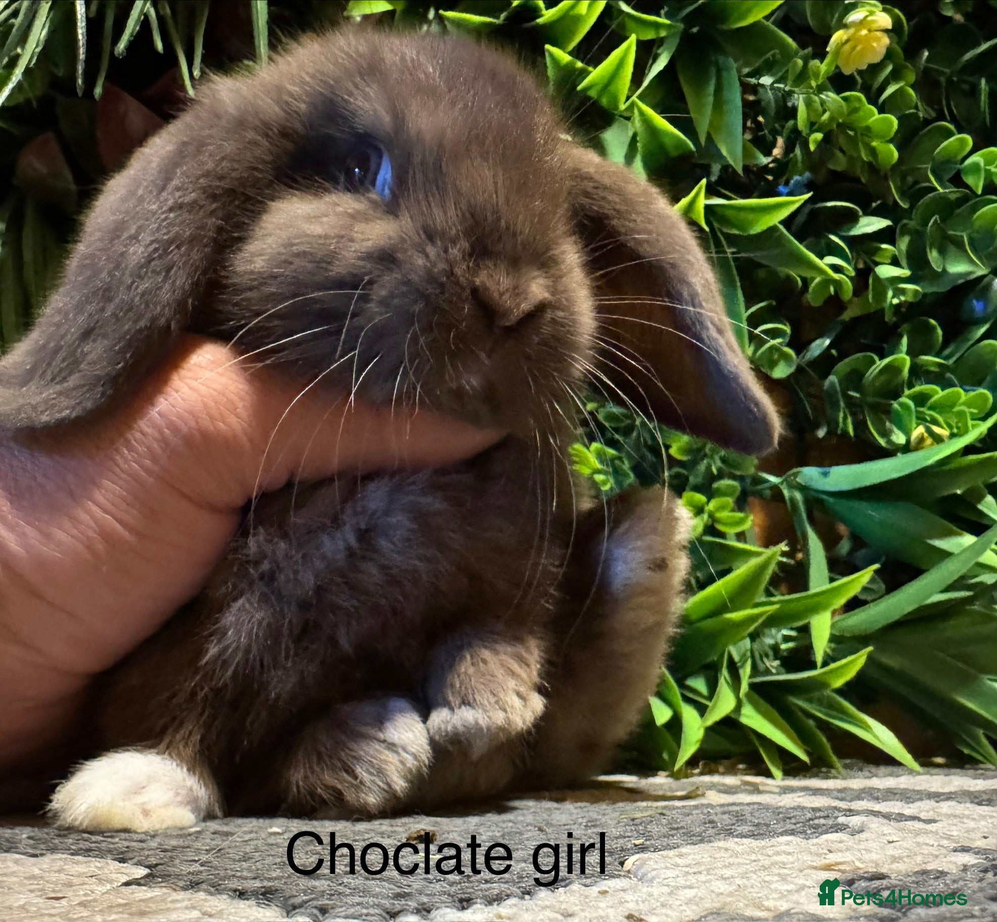 Mini Lop rabbits ⭐️pure bred mini lops ready to reserve⭐️ - Advert 2