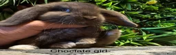 Mini Lop rabbits for sale: ⭐️pure bred mini lops ready to reserve⭐️ - Advert 2