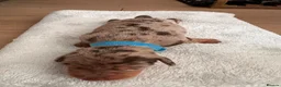 Miniature Dachshund dogs for sale: Miniature dachshund puppies 3 girls and one boy  in Bedford - Advert 9