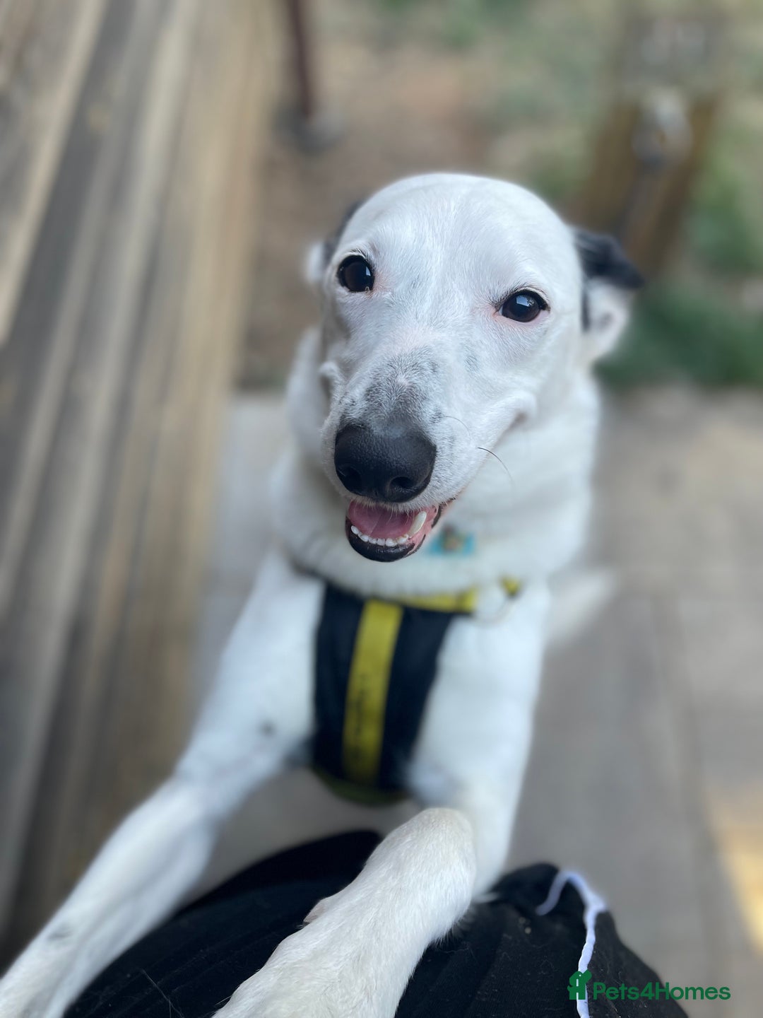 Border Collie dogs for sale: Koda is looking for her new home - Advert 4