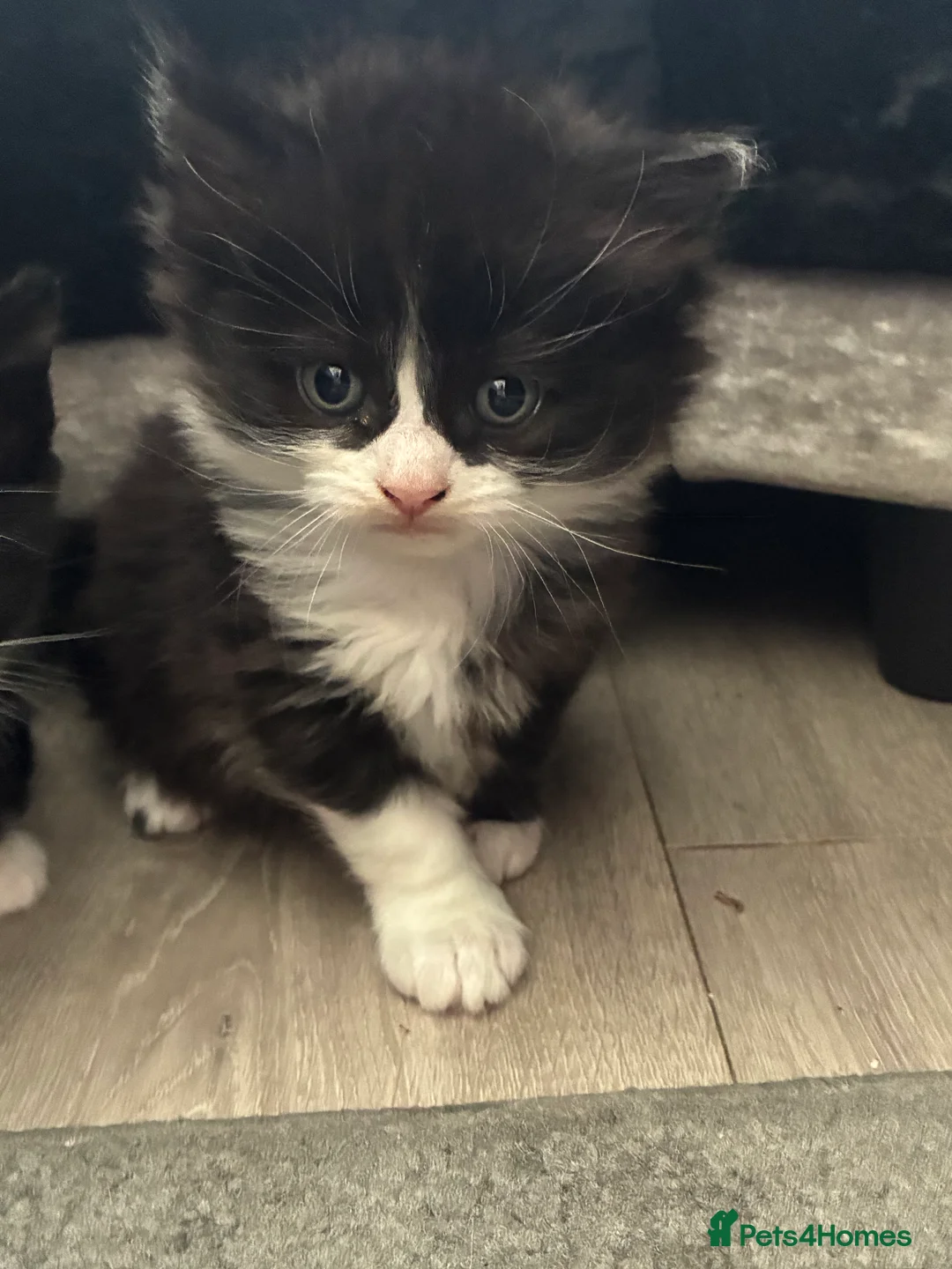 Mixed Breed cats for sale: Black and white long haired kittens  - Advert 2