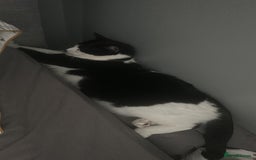 Domestic Shorthair cats for sale: 2 year old male cat - Image 6