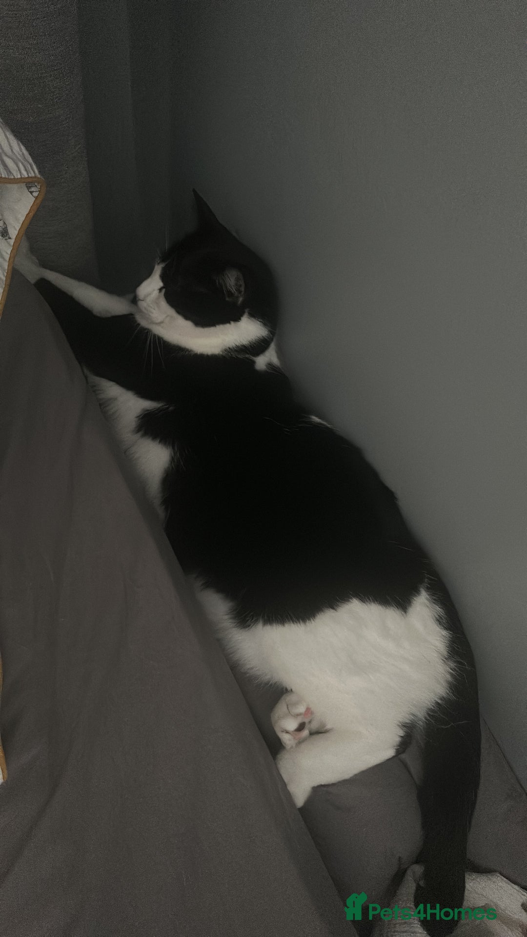 Domestic Shorthair cats for sale: 2 year old male cat - Image 6