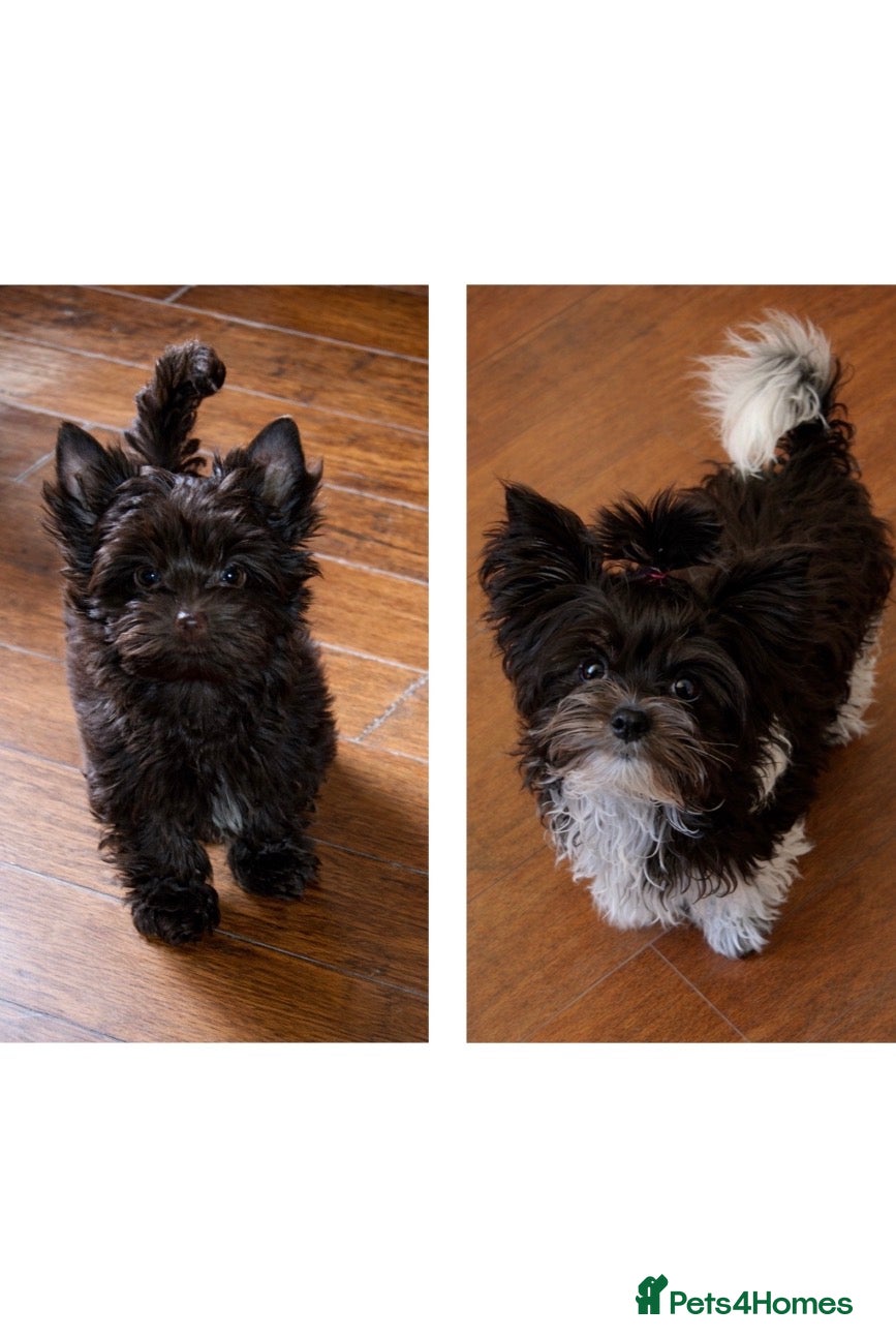 Yorkshire Terrier dogs Adorable Pedigree Puppies Exotic YT  - Advert 9