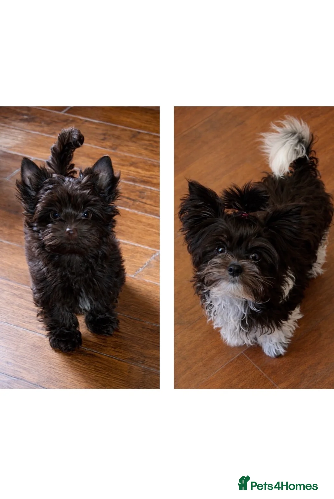 Yorkshire Terrier dogs for sale: Dropped prices!! Fantastic Tiny Boys🐾 Pedigree 🐾 - Advert 7